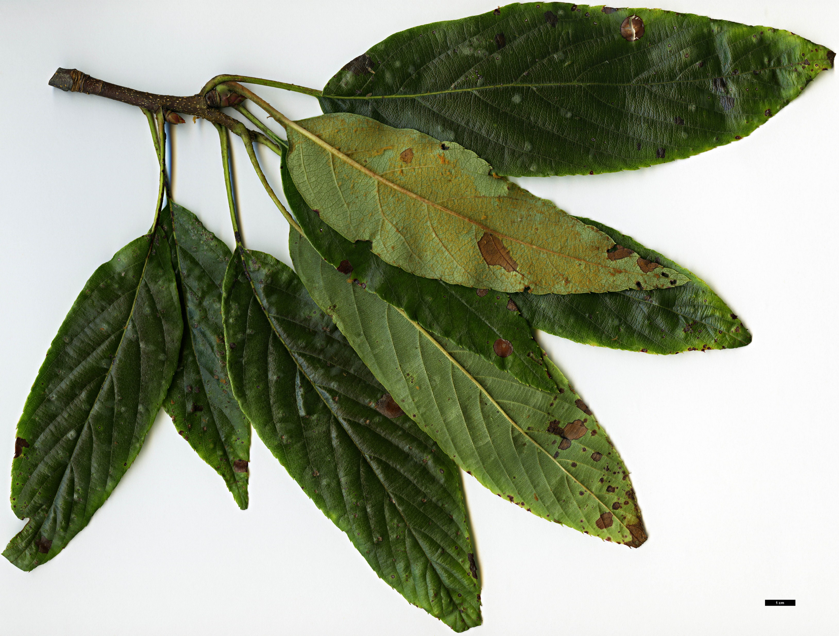 High resolution image: Family: Rosaceae - Genus: Sorbus - Taxon: astateria